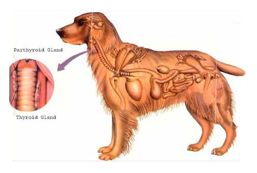 Гипотиреоз у собак. Щитовидная железа у собак. Лимфоузлы собаки анатомия. Щитовидная железа у собак и тимус.