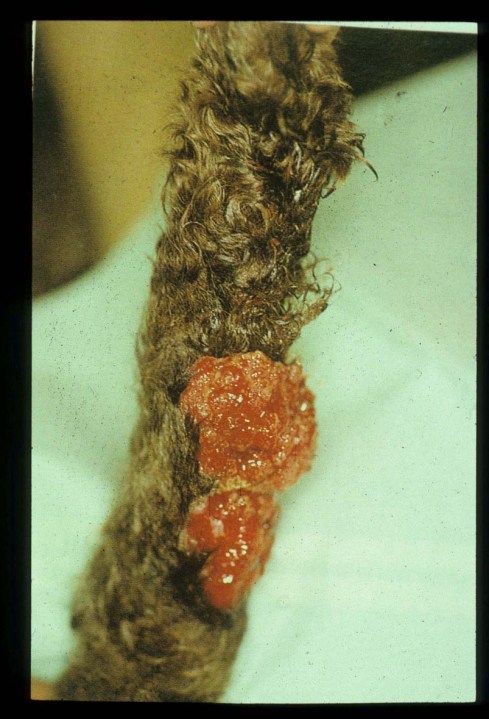 Tumor cutáneo en la extremidad de un perro.