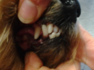La boca de Coco, con aspecto de perro joven.