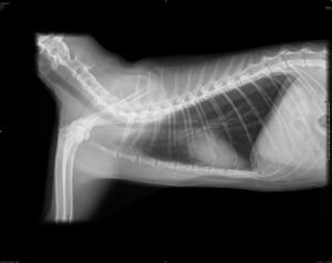 1280px-Radiografia-lateral-gato